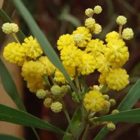 Acacia retinoides