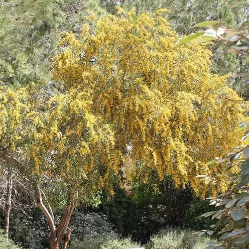 Acacia retinoides