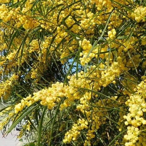 Acacia retinoides