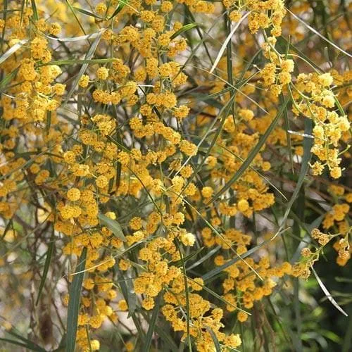 Acacia retinoides