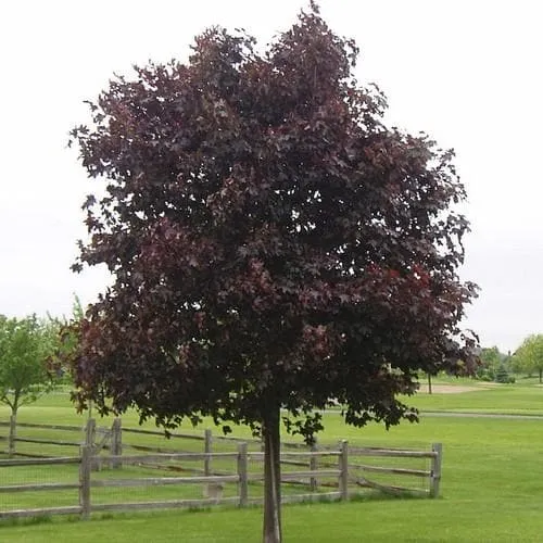 Acer platanoides Crimson King