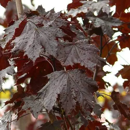 Acer platanoides Crimson King