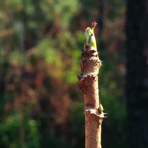 Aralia spinosa | Devils Walking Stick