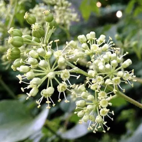 Aralia spinosa | Devils Walking Stick