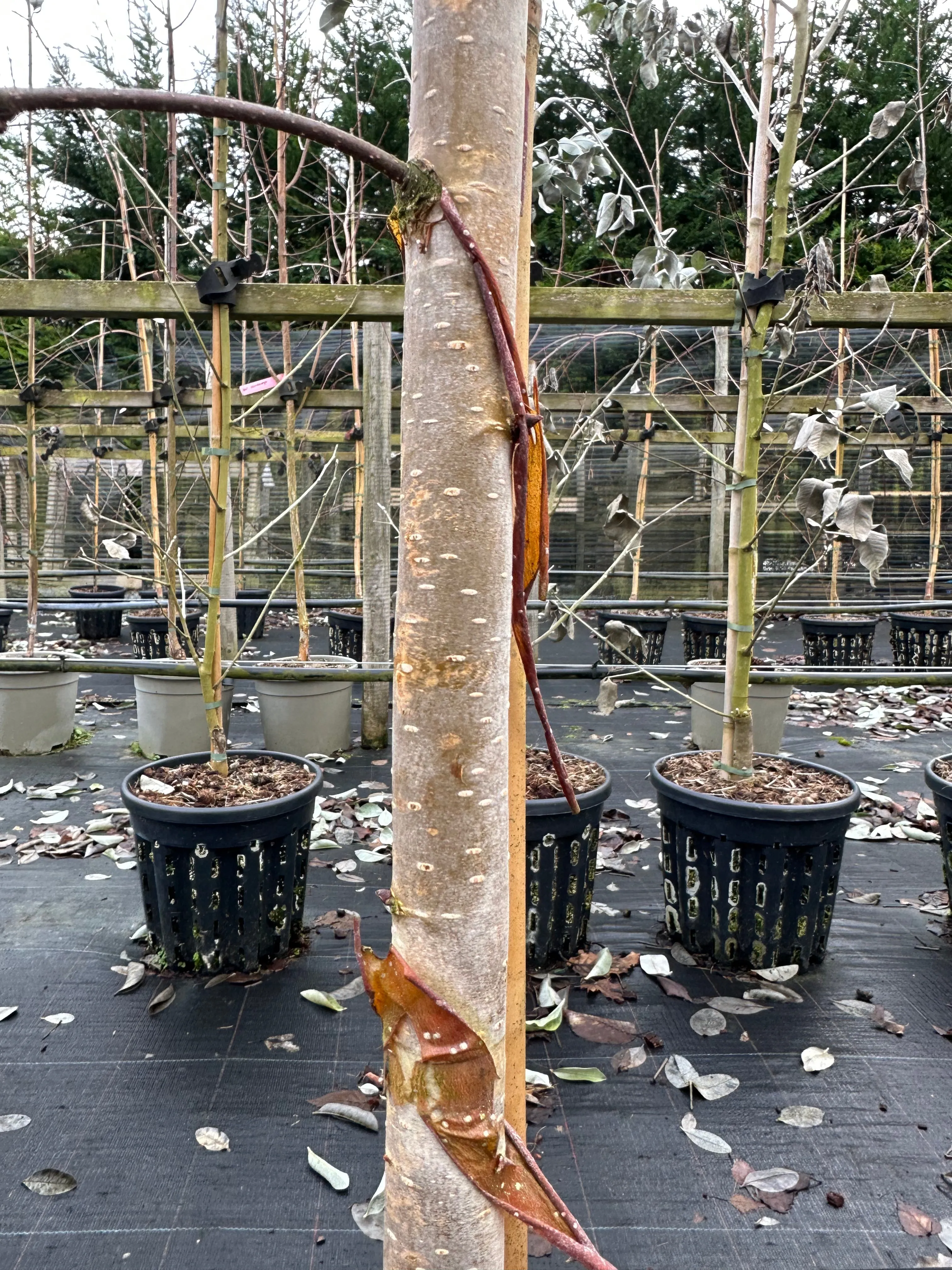 Betula jermyns - Himalayan Birch