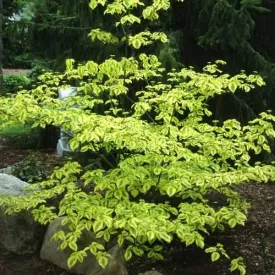 Cornus alternifolia Golden Shadows