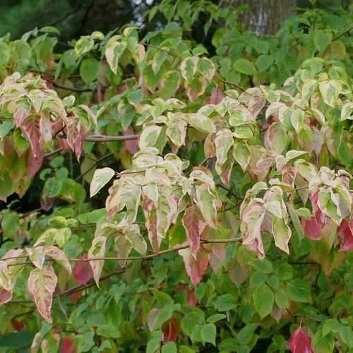 Cornus alternifolia Golden Shadows