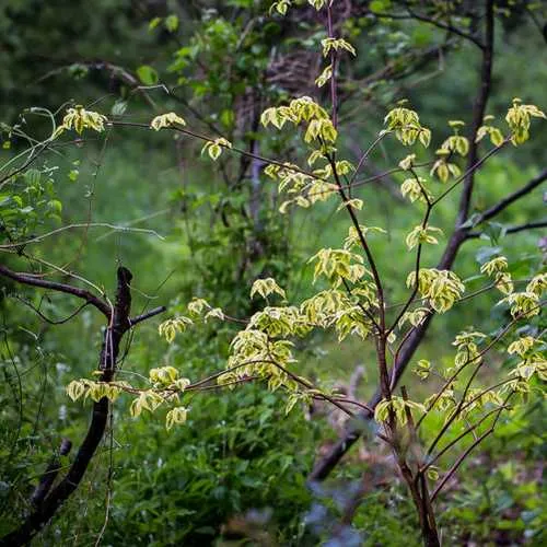 Cornus alternifolia Golden Shadows