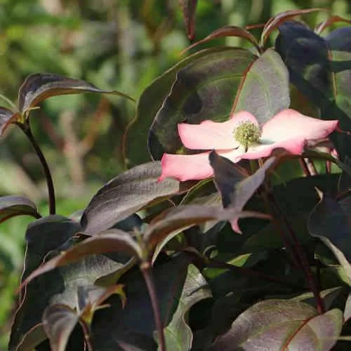 Cornus kousa Cappuccino