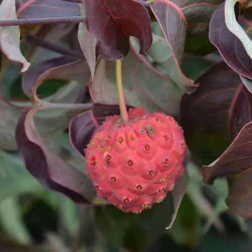 Cornus kousa Cappuccino