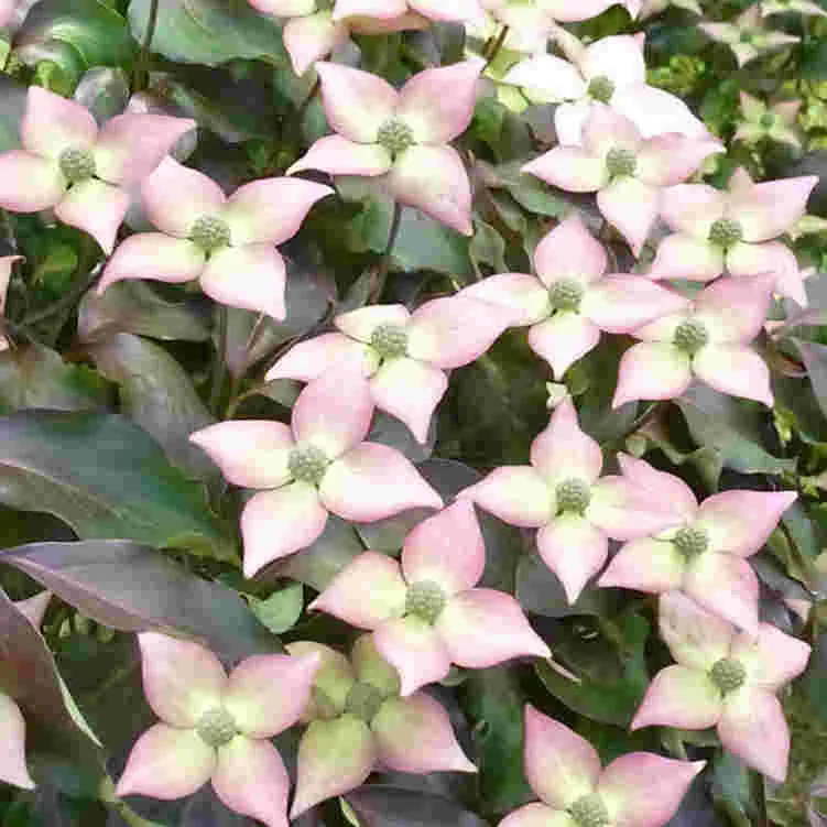 Cornus kousa Cappuccino