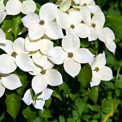 Cornus kousa var. chinensis Claudia - Japanese Dogwood