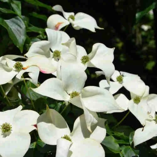 Cornus kousa var. chinensis Claudia - Japanese Dogwood