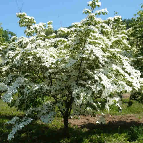 Cornus kousa var. chinensis Claudia - Japanese Dogwood