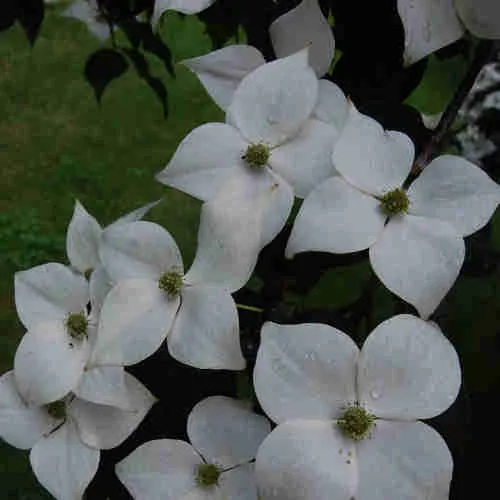 Cornus kousa var. chinensis Claudia - Japanese Dogwood