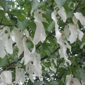 Davidia involucrata - Handkerchief Tree