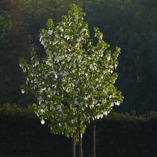 Davidia involucrata - Handkerchief Tree