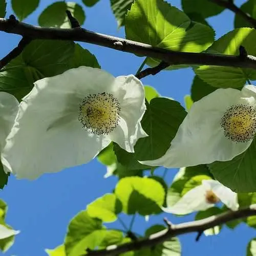 Davidia involucrata - Handkerchief Tree