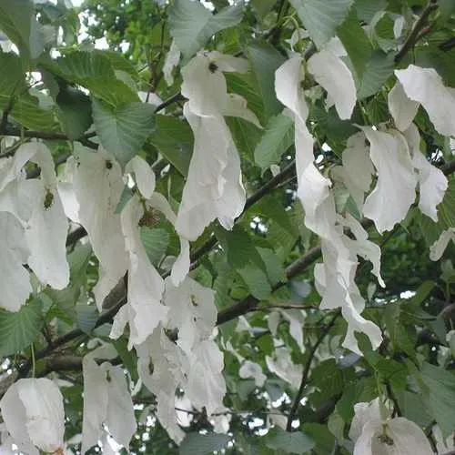 Davidia involucrata - Handkerchief Tree