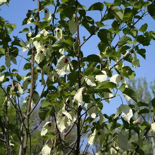 Davidia involucrata - Handkerchief Tree