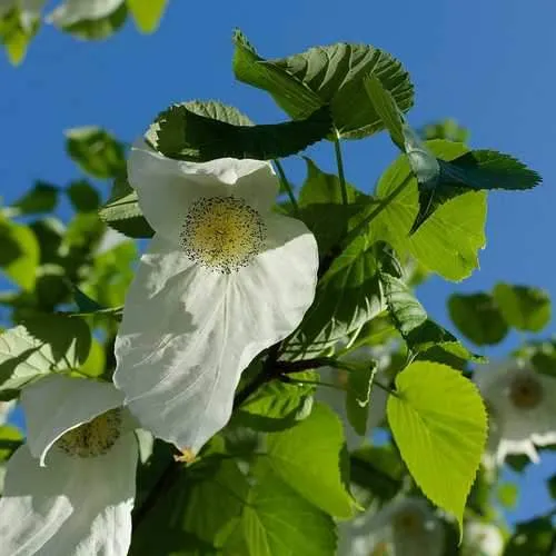 Davidia involucrata - Handkerchief Tree