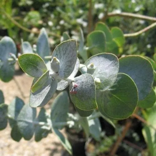 Eucalyptus pulverulenta Baby Blue