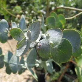 Eucalyptus pulverulenta Baby Blue