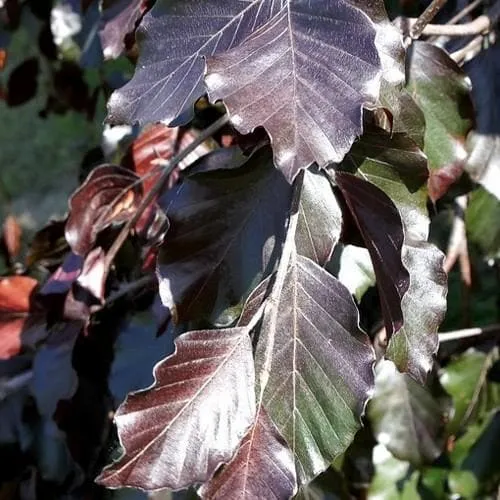 Fagus sylvatica Black Swan