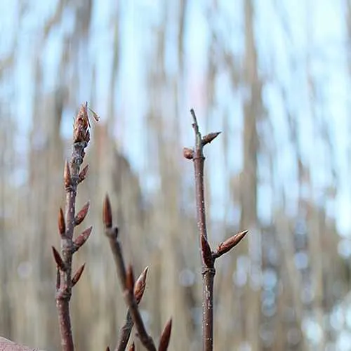 Fagus sylvatica Black Swan