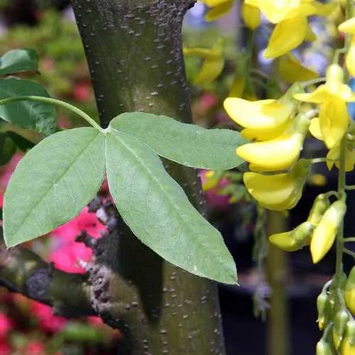 Laburnum x watereri Vossii