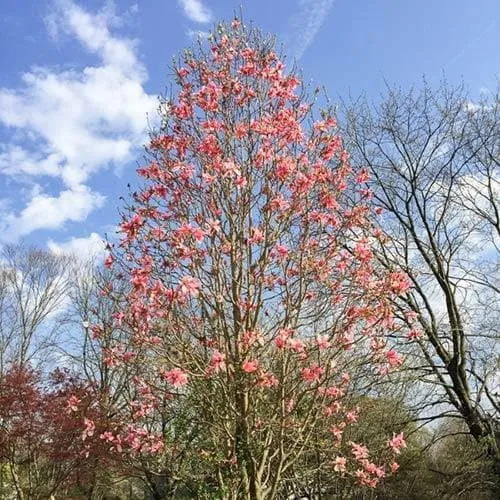 Magnolia Daybreak