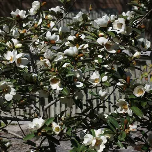 Magnolia laevifolia (Michelia yunnanensis)