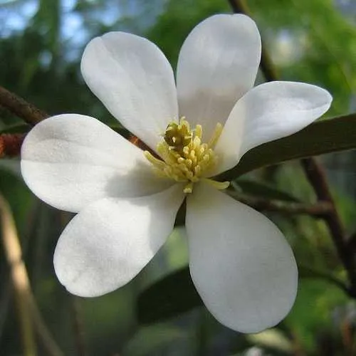 Magnolia laevifolia (Michelia yunnanensis)