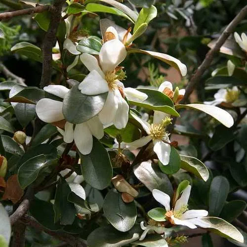 Magnolia laevifolia (Michelia yunnanensis)