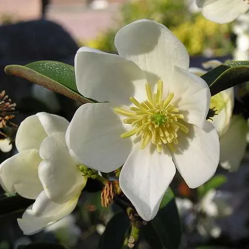 Magnolia laevifolia (Michelia yunnanensis)