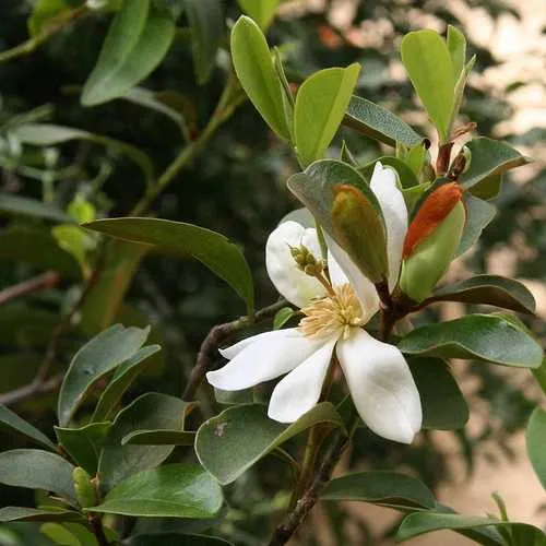 Magnolia laevifolia (Michelia yunnanensis)