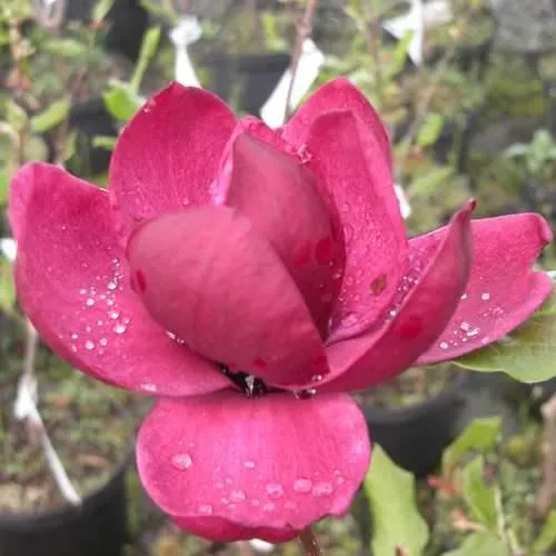 Magnolia x soulangeana lilliflora Genie