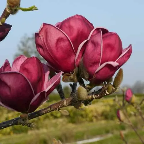 Magnolia x soulangeana lilliflora Genie