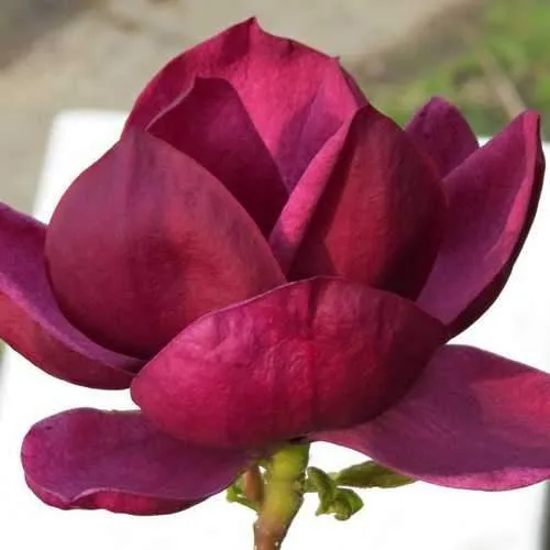 Magnolia x soulangeana lilliflora Genie