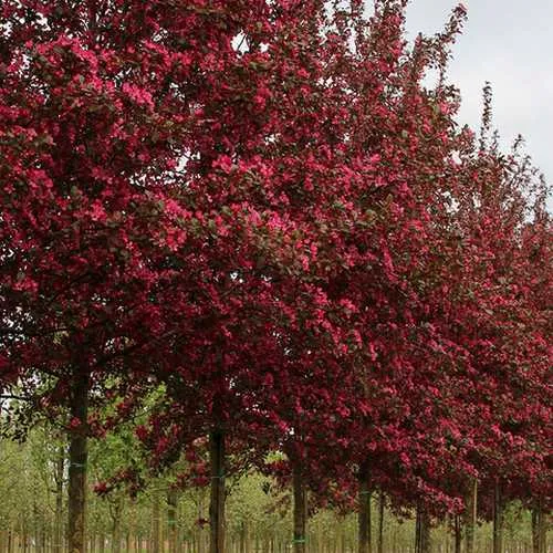 Malus toringo Scarlett (Scarletta) - Flowering Crab apple