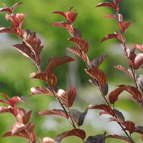 Malus toringo Scarlett (Scarletta) - Flowering Crab apple