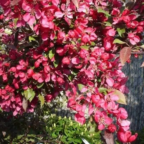 Malus toringo Scarlett (Scarletta) - Flowering Crab apple