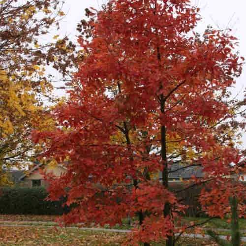 Nothofagus x alpina