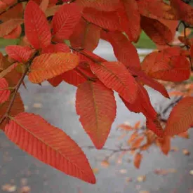 Nothofagus x alpina