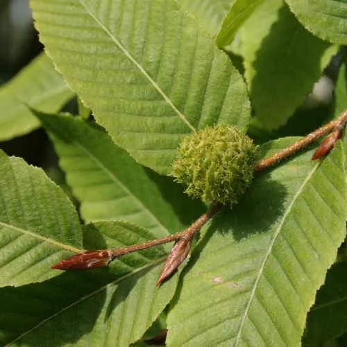 Nothofagus x alpina