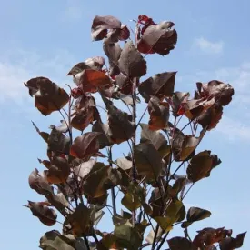 Populus deltoides Purple Tower - Eastern Cottonwood