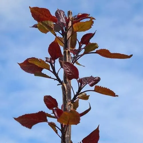 Populus deltoides Purple Tower - Eastern Cottonwood