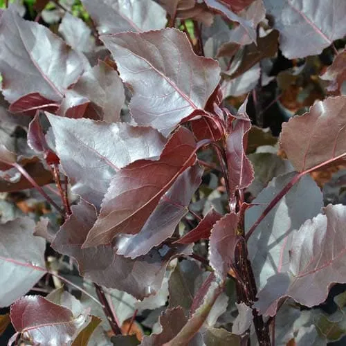 Populus deltoides Purple Tower - Eastern Cottonwood