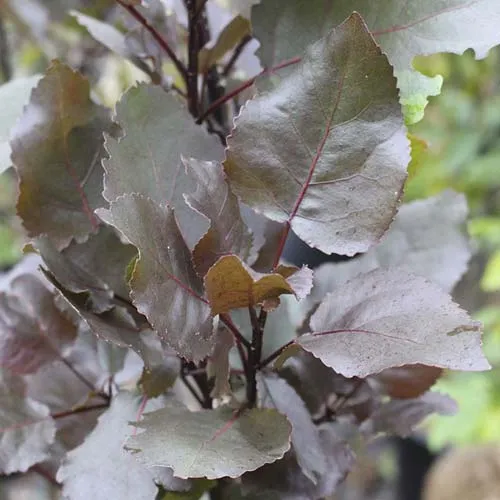 Populus deltoides Purple Tower - Eastern Cottonwood