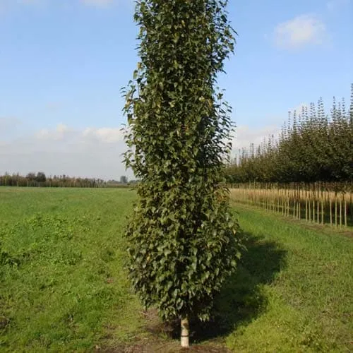 Populus deltoides Purple Tower - Eastern Cottonwood